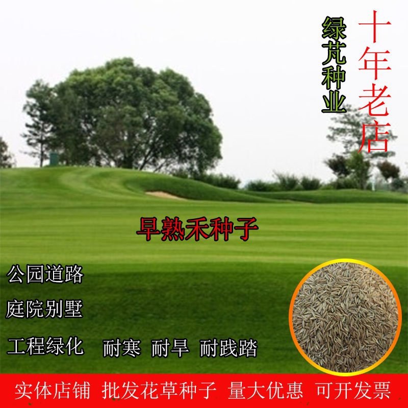 早熟禾种子草坪四季常青庭院别墅公园草坪种子耐践踏低矮免修