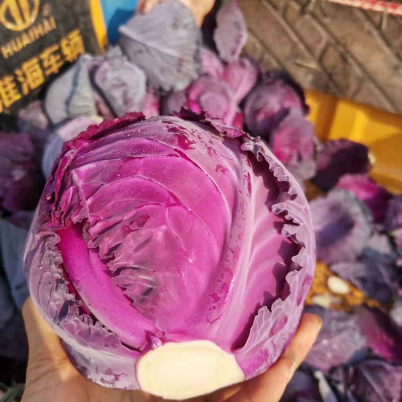 紫甘蓝大量有货！千亩基地直供，现采现卖，一手货源
