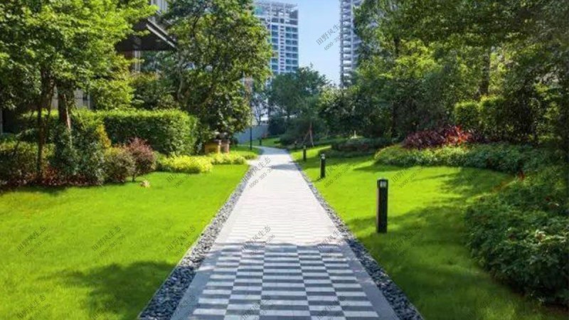早熟禾种子草坪四季常青庭院别墅公园草坪种子耐践踏低矮免修