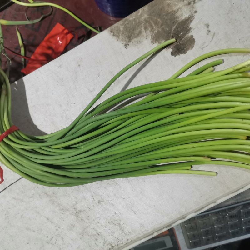 金乡冷库供应红帽蒜苔杂交蒜苔，精品，原包。