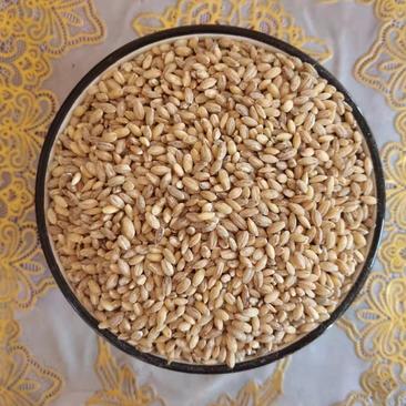 【精品】内蒙古凉城县旱田老品种自留种子大麦胚芽糙米，