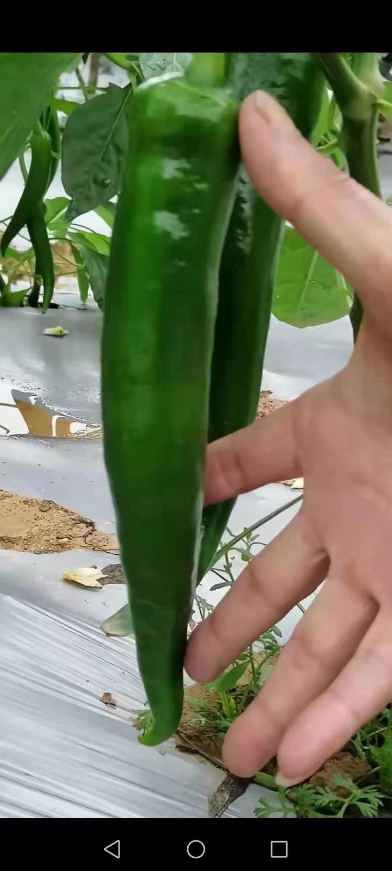 辣椒种子大果型青皮尖椒种子长22到28公分
