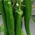 辣椒种子大果型青皮尖椒种子长22到28公分