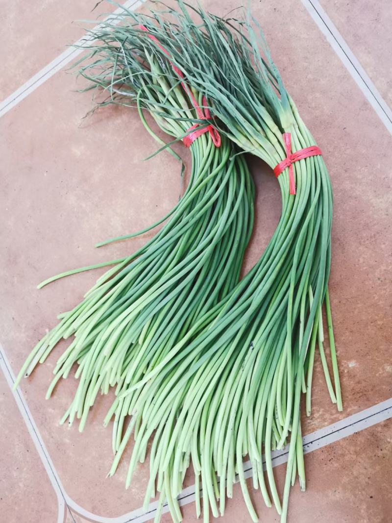 蒜薹精品深加工电商平台一手条长帽绿红帽蒜薹赶大集市场批发
