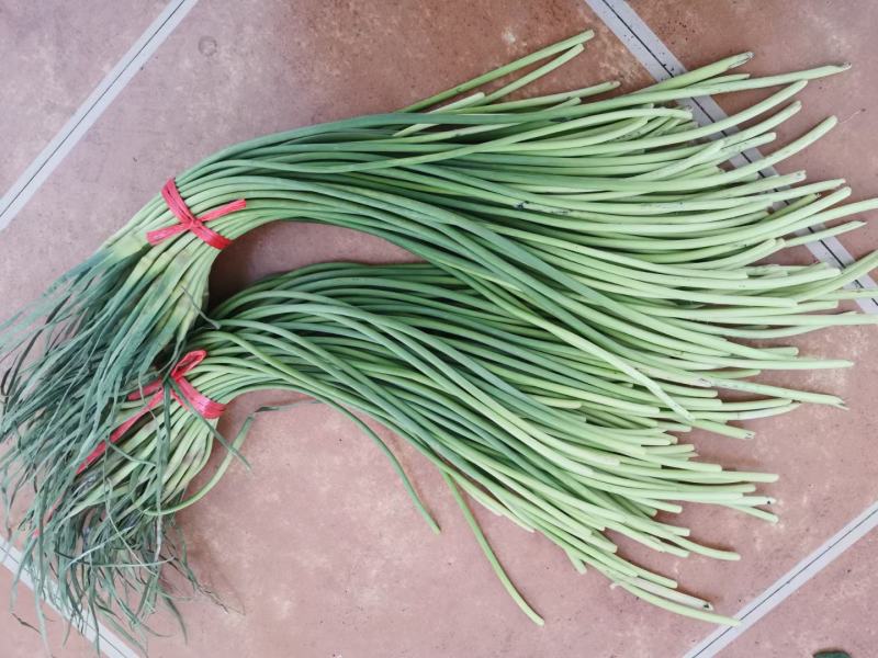 蒜薹精品深加工电商平台一手条长帽绿红帽蒜薹赶大集市场批发