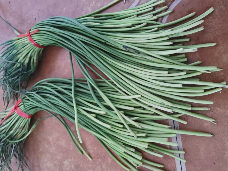 蒜薹精品深加工电商平台一手条长帽绿红帽蒜薹赶大集市场批发