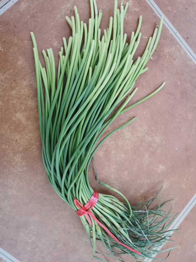 蒜薹精品深加工电商平台一手条长帽绿红帽蒜薹赶大集市场批发