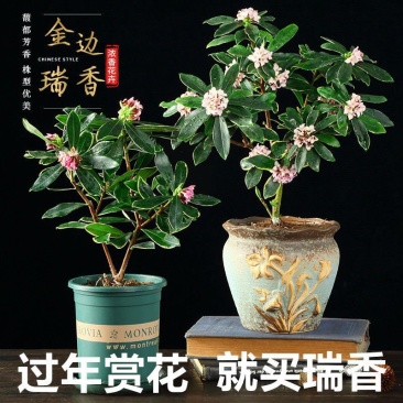 金边瑞香室内盆栽耐寒绿植花卉瑞香花苗冬季开花花期超长包邮