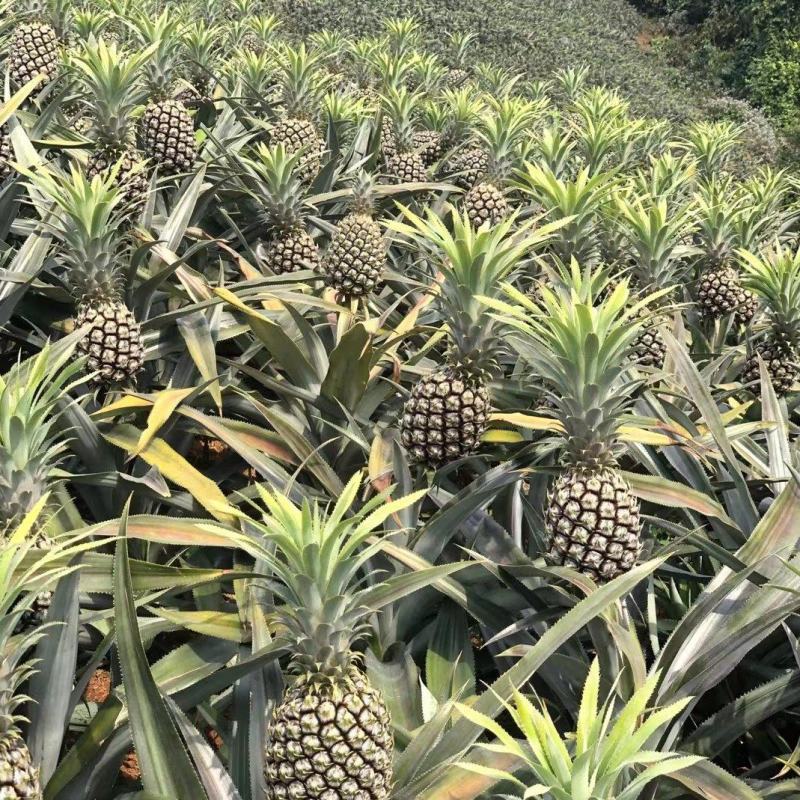 云南香水菠萝