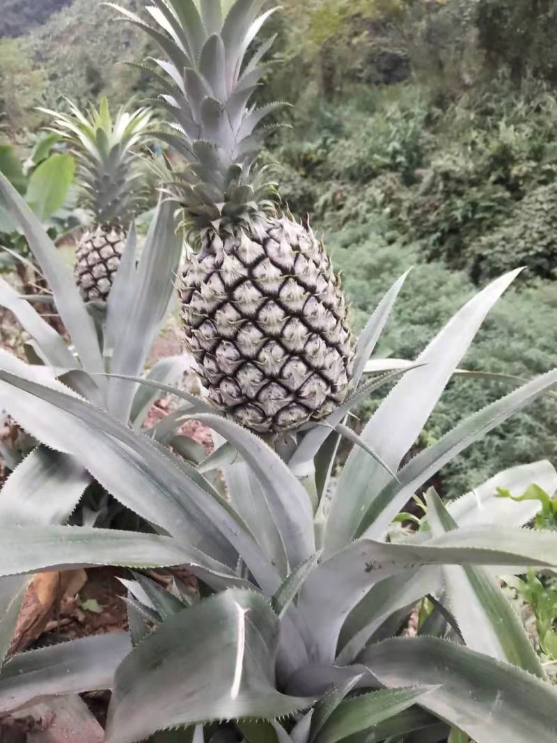 云南香水菠萝