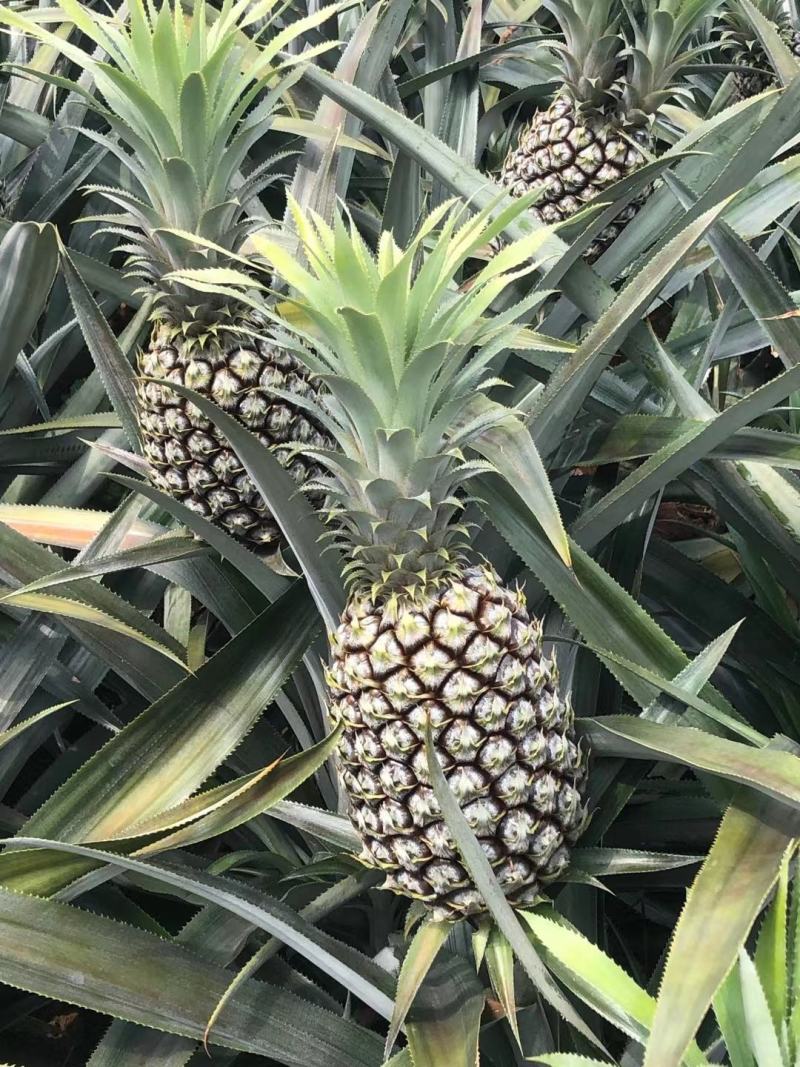 云南香水菠萝