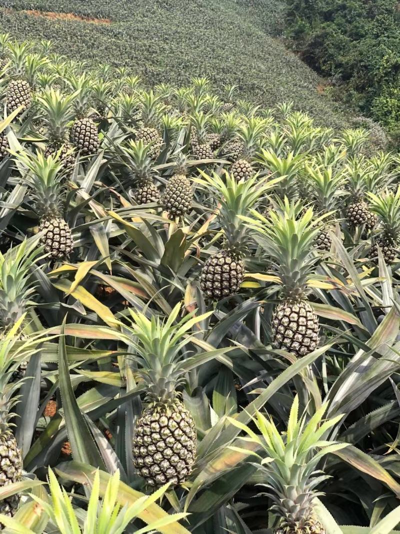 云南香水菠萝