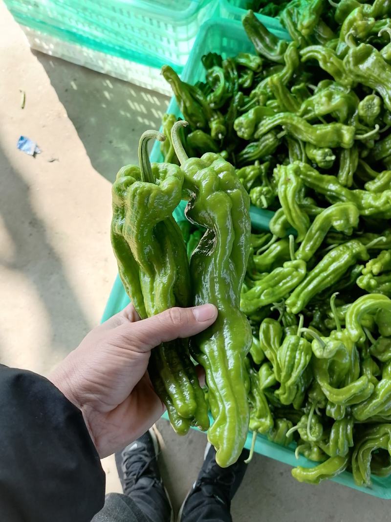 兰陵精品薄皮椒苏椒芜湖椒大量上市，色泽鲜亮，个头匀称，