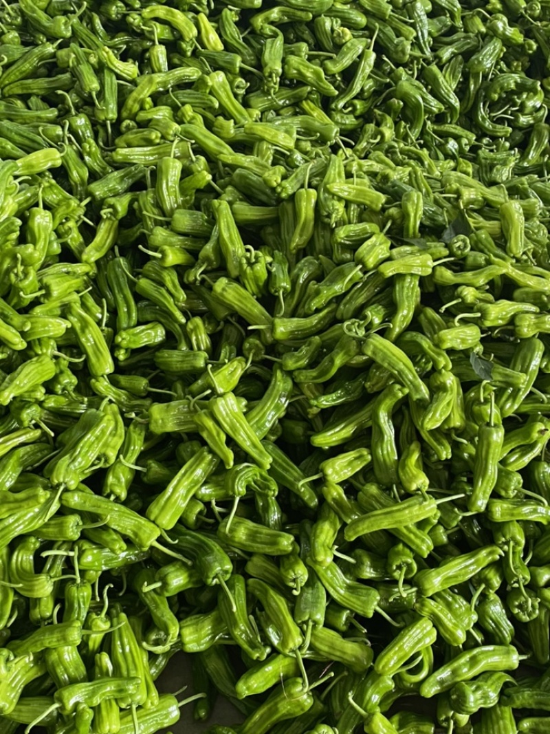 【热卖】海南精品泡椒，量大从优，质量保证，诚信买卖