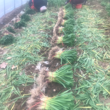 中牟精品红根蒜苗大量上市质量保证原产地直发量大价优