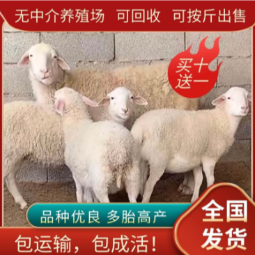 出售：怀孕的小尾寒羊，头胎二胎都有，一年可生6只羊