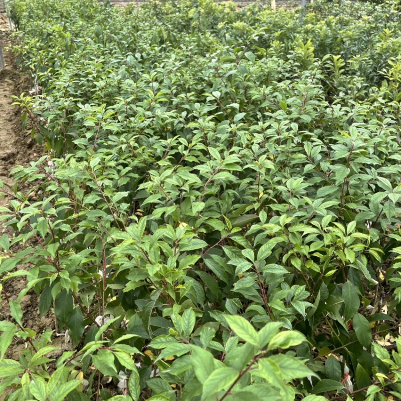 三华李早熟三华李米李带土带叶发货可盆栽种植