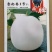 鼎牌雪奶香甜瓜种子，早熟，甜度19，脆甜且有奶香味