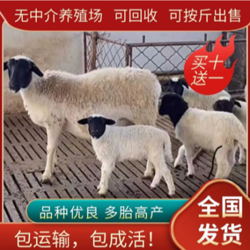 可分期付出售纯种杜波羊，黑头杜波绵羊怀孕母羊，包邮