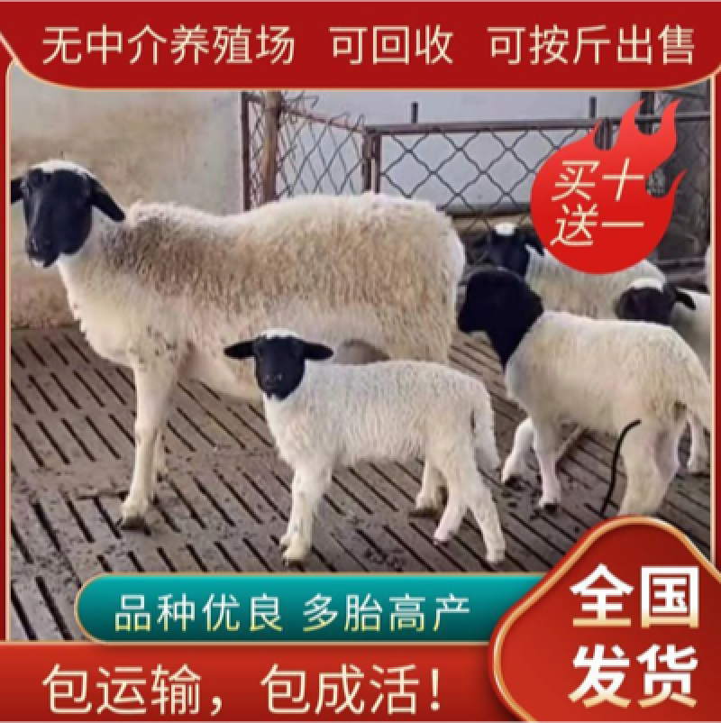 可分期付出售纯种杜波羊，黑头杜波绵羊怀孕母羊，包邮