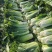 河北定州蔬菜基地大量供应秋绿60白菜