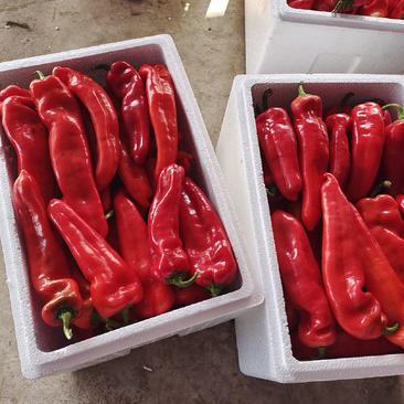 安徽芜湖万亩红泡椒大量上市中，货量充足，品质好，一手货源