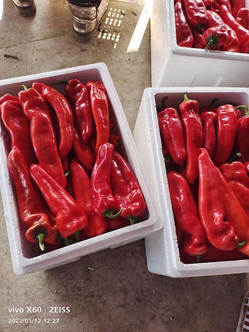 安徽芜湖万亩红泡椒大量上市中，货量充足，品质好，一手货源