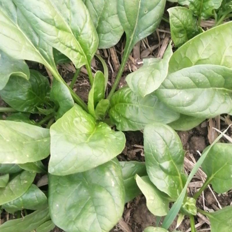 菠菜