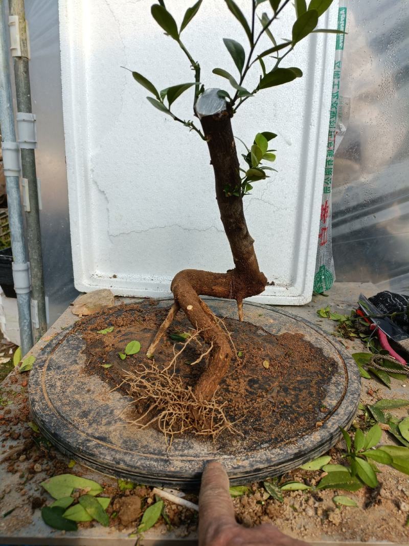 金豆盆景熟桩出售有要的联系我说是在一亩田看到的，，，，，