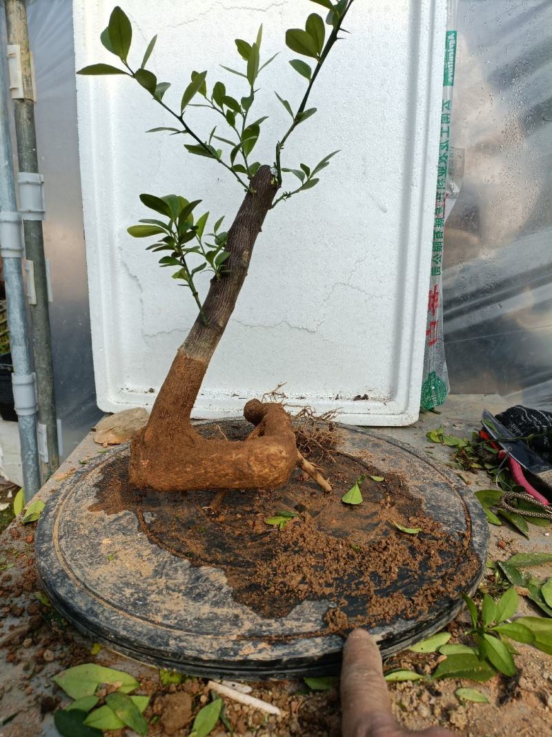 金豆盆景熟桩出售有要的联系我说是在一亩田看到的，，，，，