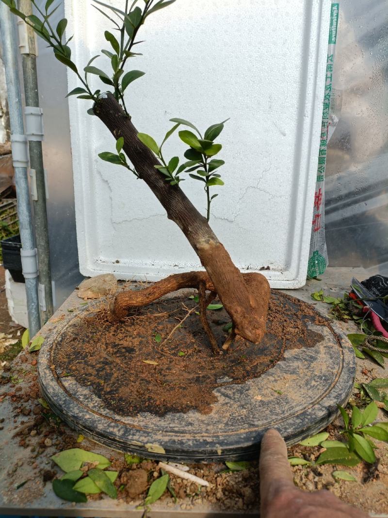 金豆盆景熟桩出售有要的联系我说是在一亩田看到的，，，，，