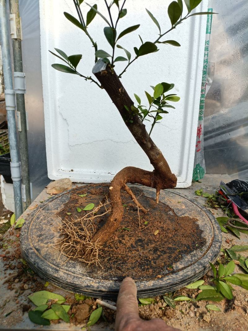 金豆盆景熟桩出售有要的联系我说是在一亩田看到的，，，，，