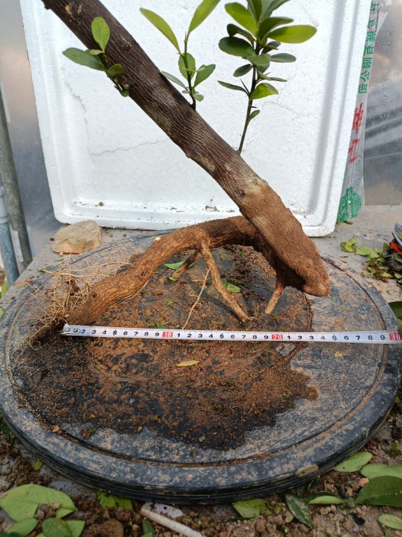 金豆盆景熟桩出售有要的联系我说是在一亩田看到的，，，，，