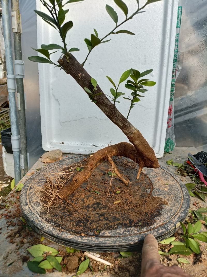 金豆盆景熟桩出售有要的联系我说是在一亩田看到的，，，，，