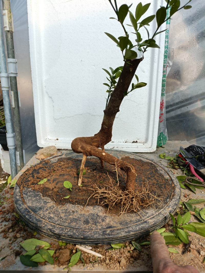 金豆盆景熟桩出售有要的联系我说是在一亩田看到的，，，，，