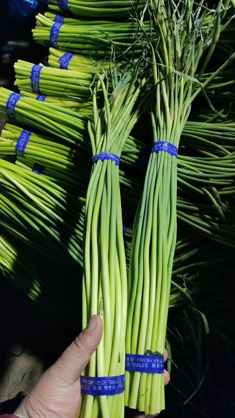 莒县蒜薹产地批发，精品一斤一把，冷库蒜薹