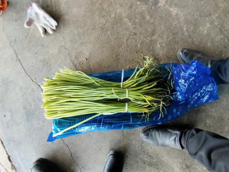 莒县蒜薹产地批发，精品一斤一把，冷库蒜薹