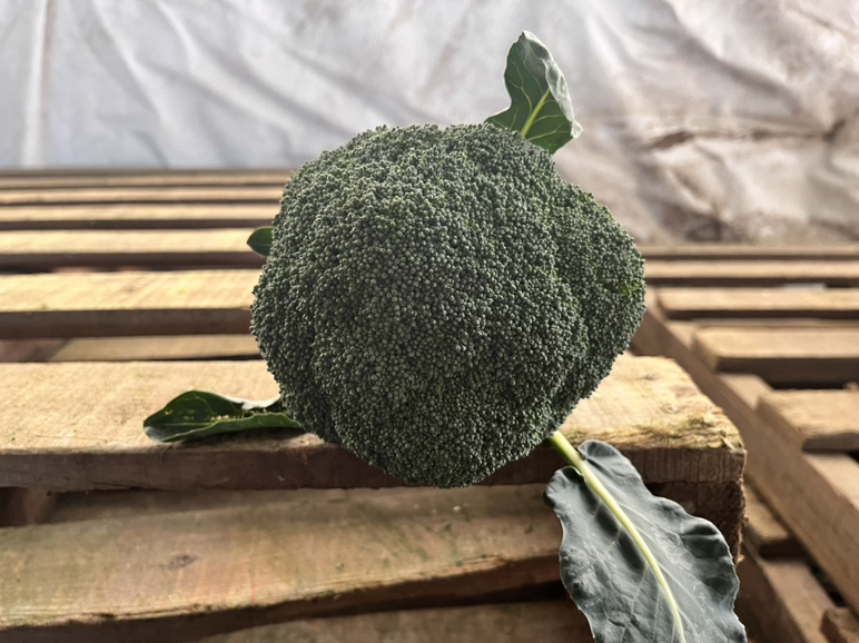 西兰花与其他绿色蔬菜对比图