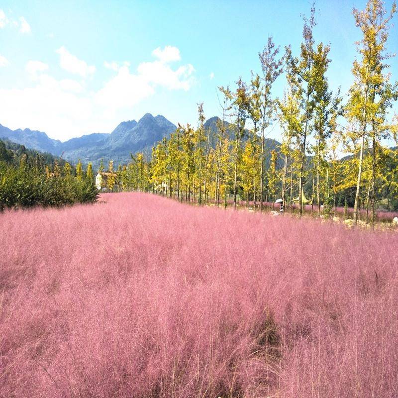 粉黛乱子草种子多年生观赏草网红草种子四季易活耐寒庭院花种