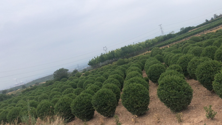 四季玫瑰球在园林景观中的应用