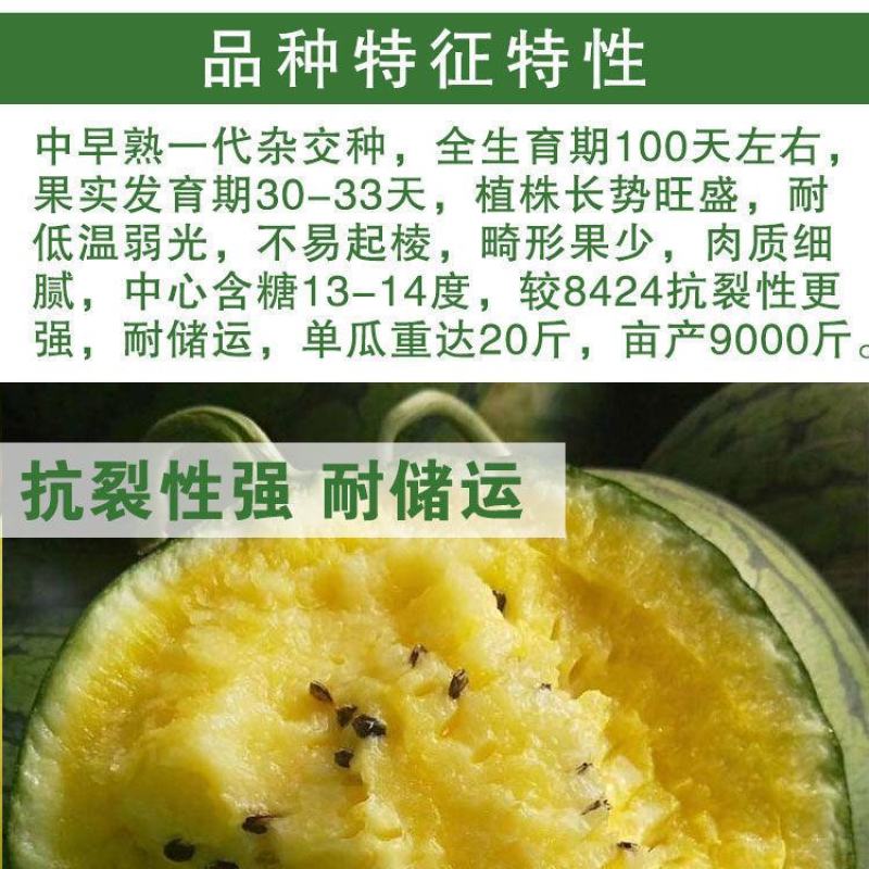 众天玉【西瓜种子】杂交高糖黄心西瓜种子超甜早熟黄瓤西瓜种