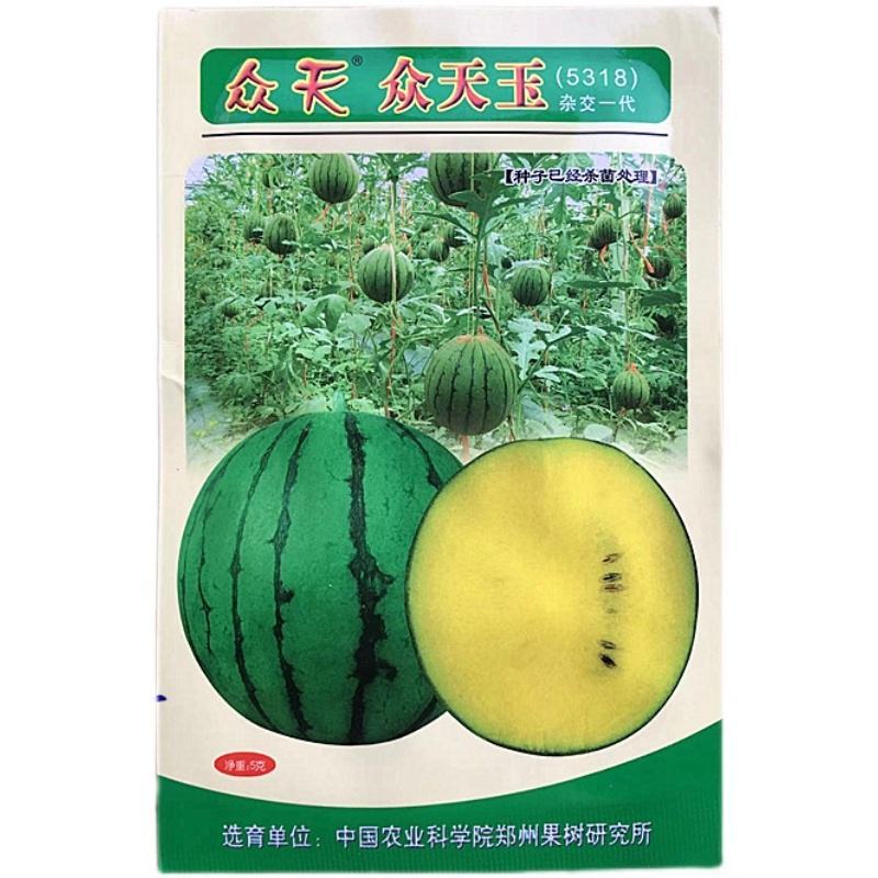 众天玉【西瓜种子】杂交高糖黄心西瓜种子超甜早熟黄瓤西瓜种