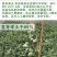 众天玉【西瓜种子】杂交高糖黄心西瓜种子超甜早熟黄瓤西瓜种