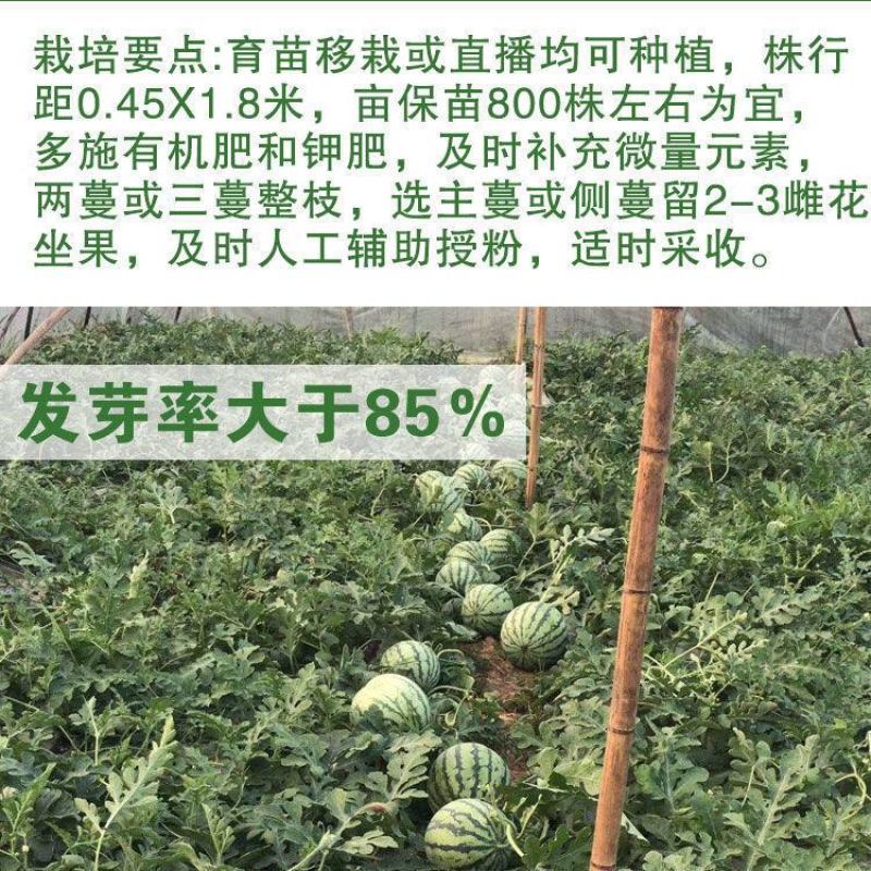 众天玉【西瓜种子】杂交高糖黄心西瓜种子超甜早熟黄瓤西瓜种