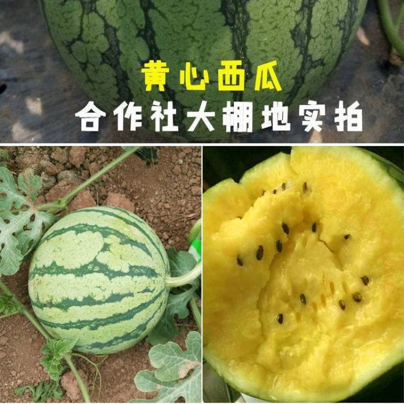 众天玉【西瓜种子】杂交高糖黄心西瓜种子超甜早熟黄瓤西瓜种