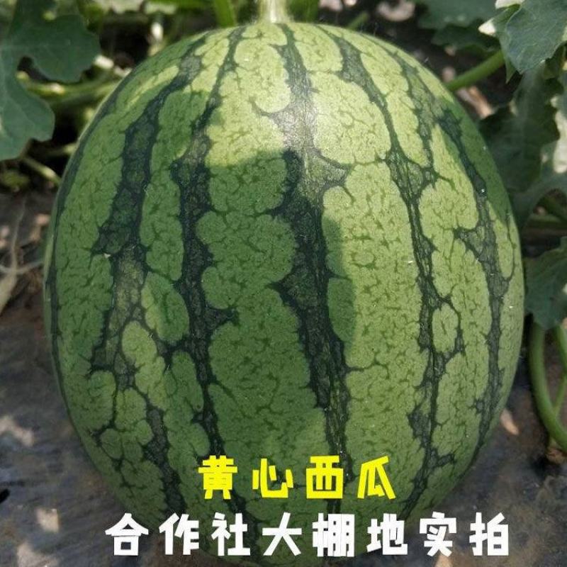 众天玉【西瓜种子】杂交高糖黄心西瓜种子超甜早熟黄瓤西瓜种