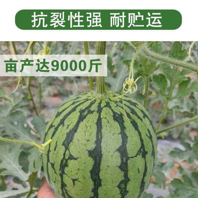众天玉【西瓜种子】杂交高糖黄心西瓜种子超甜早熟黄瓤西瓜种