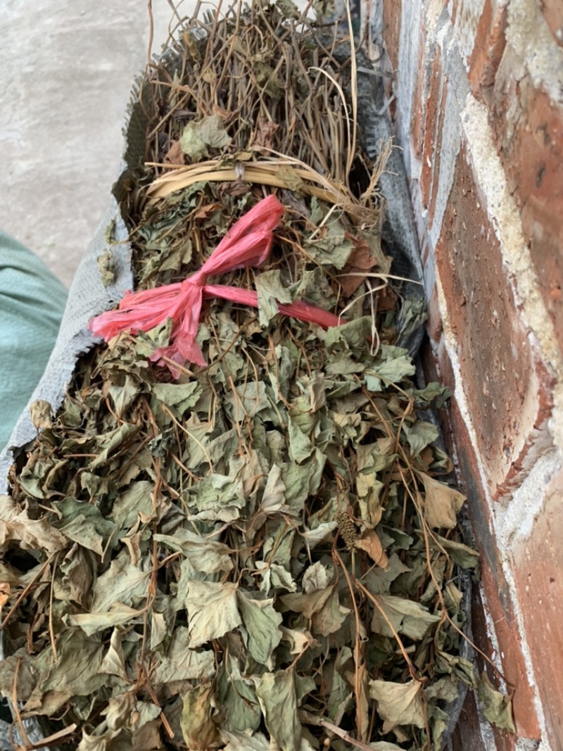 鱼腥草
