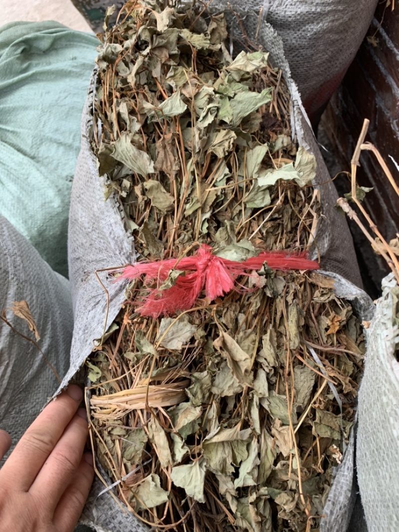 鱼腥草