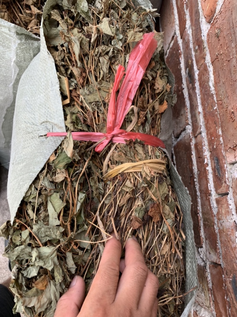 鱼腥草